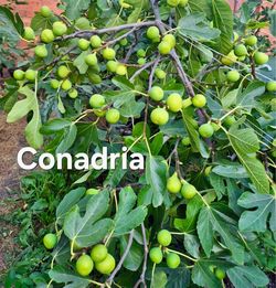 Conadria Fig Tree ——A Special Fig Variety for Collectors