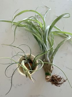 Air Plants- One Larger 12”and 2 Smaller Ones Included