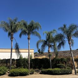 Clean Palms And Trees