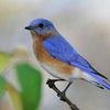 Bluebird
