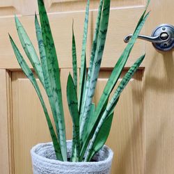 Rare Snake Plants 