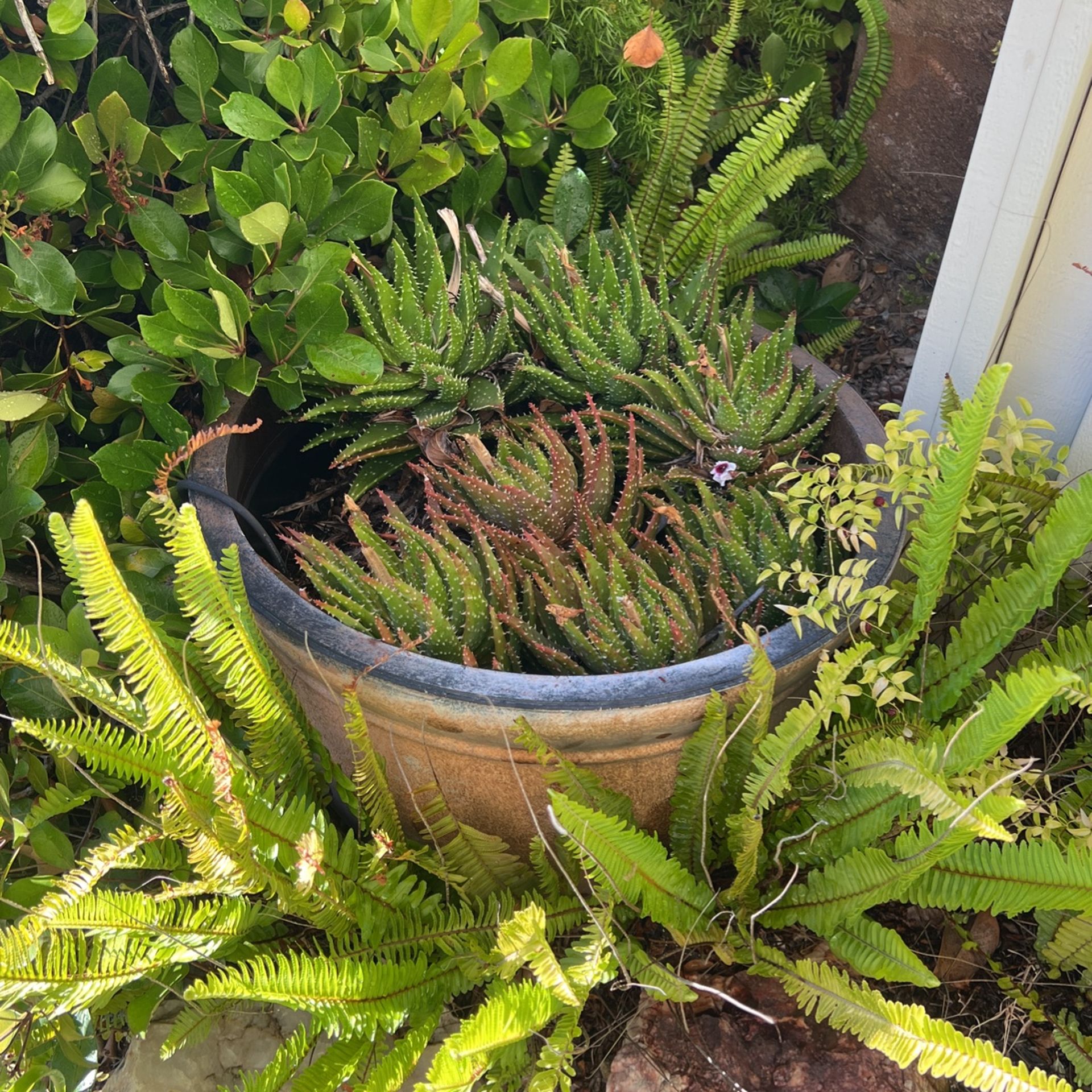 Large Succulent With pot