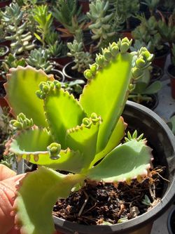 Succulents Plants 🌱