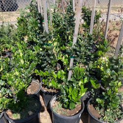 Plants