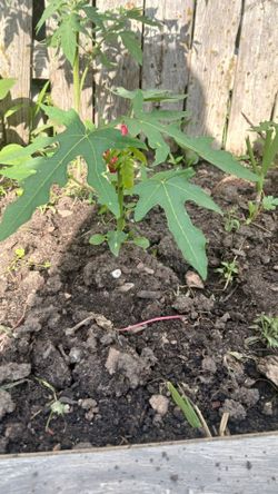 Sweet Papaya Plant