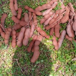 Tamarind Fruit 