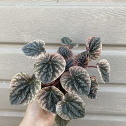 4” Peperomia Abricos 