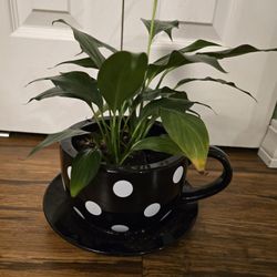 Peace LILY in Planter