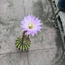 Beautiful Cactus