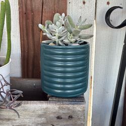 Potted Succulent 