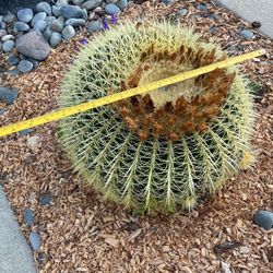 19” Barrel Cactus 