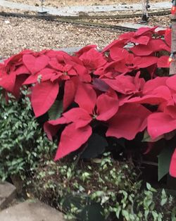 Poinsettia