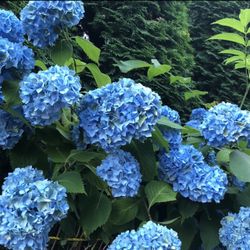 Blue Hydrangeas 