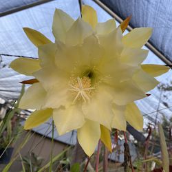 Epiphyllum  Lemon Lime  Unrooted Cuttings For Sale, 8 Inch Cutting For $12  . Not Roots Just A Cutting Pick Up Only 