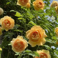 Rosa'Golden Celebration  austin roses 