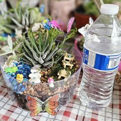 Mini  Gardens