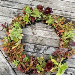 15” Living Succulent Wreaths