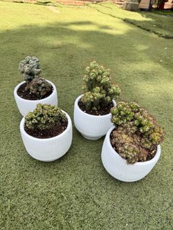 Assorted potted cactus