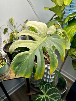 Monstera Jungle Mint