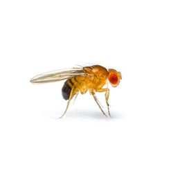 Wingless Fruit Flies !