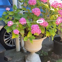 Beautiful potted pink hydrangea plant