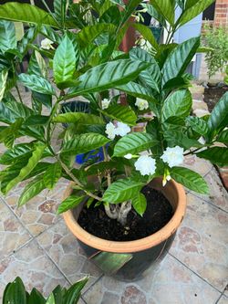 Outdoor flower plant