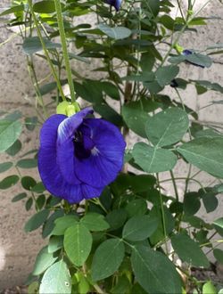 💙Butterfly Blue Pea Vine (2 Ft) +1 Blue Porterweed + Scorpion Tail
