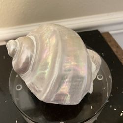 Rare Antique Large Genuine Turb Seashell