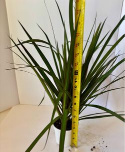 Dracaena Marginata Dragon Tree in 4” pot