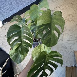 TWO Monstera MINT Full plants, One pot 