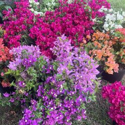 BOUGAINVILLEA PLANT (3 gallon pot) Landscaping and More!