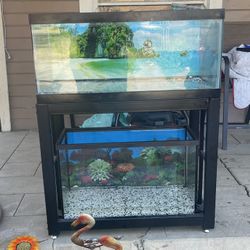 Fish Tanks 