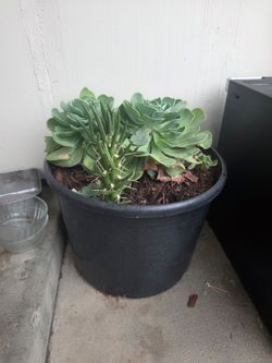 Big plant 20
