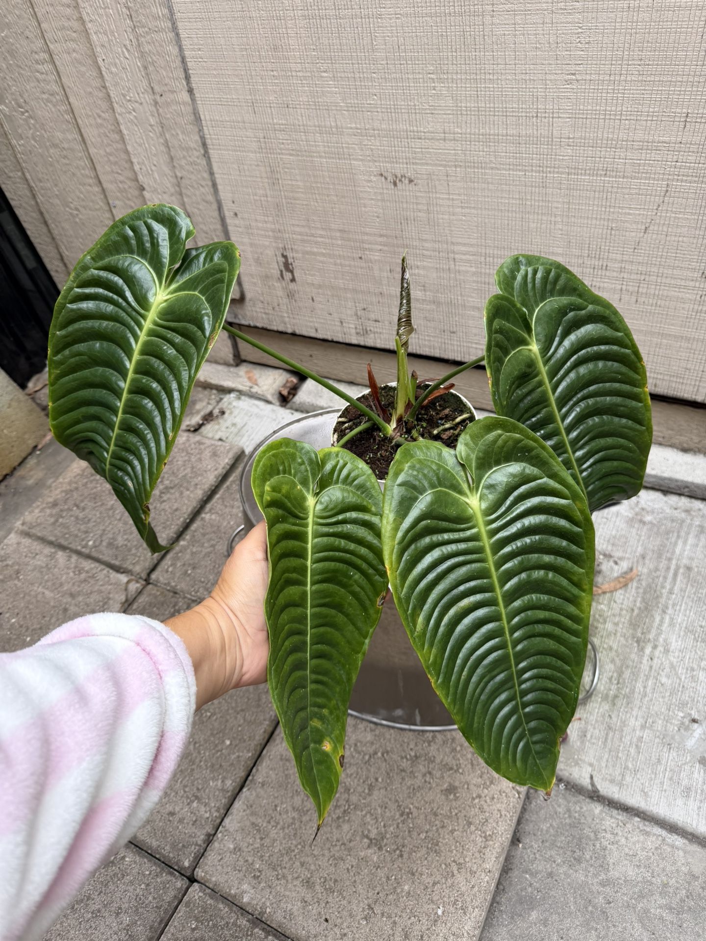 Xl Anthurium Veitchii Narrow W/2 Plants New Leaf On The Way
