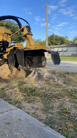 Árboles Y Palm-tree And Palms - Stump Grinding