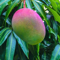 Grafted Mango Tree