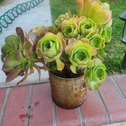 Suculent Plant