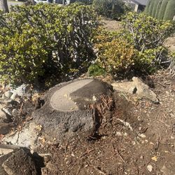 👩‍💻Tree Trimming 👩‍💻
