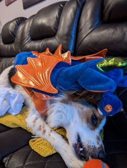 Halloween Costumes For Pets Xs Snowman And Medium Dragon