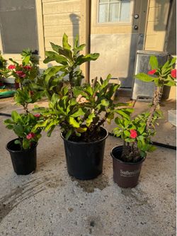 Bundle of 3 Crown of Thorns
