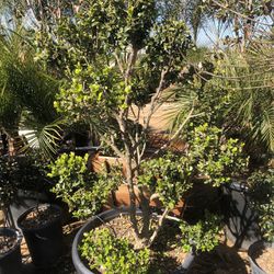 Boxwood Topiary Bonsai 