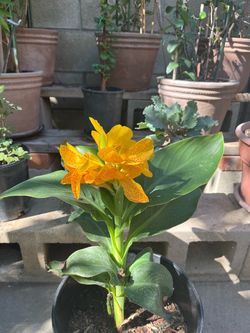 Canna Lily / Cannova Gold Leopard