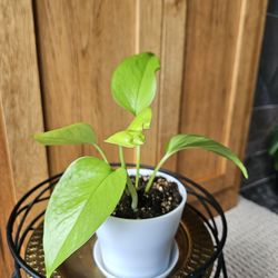 Neon Potho (white pot-A)