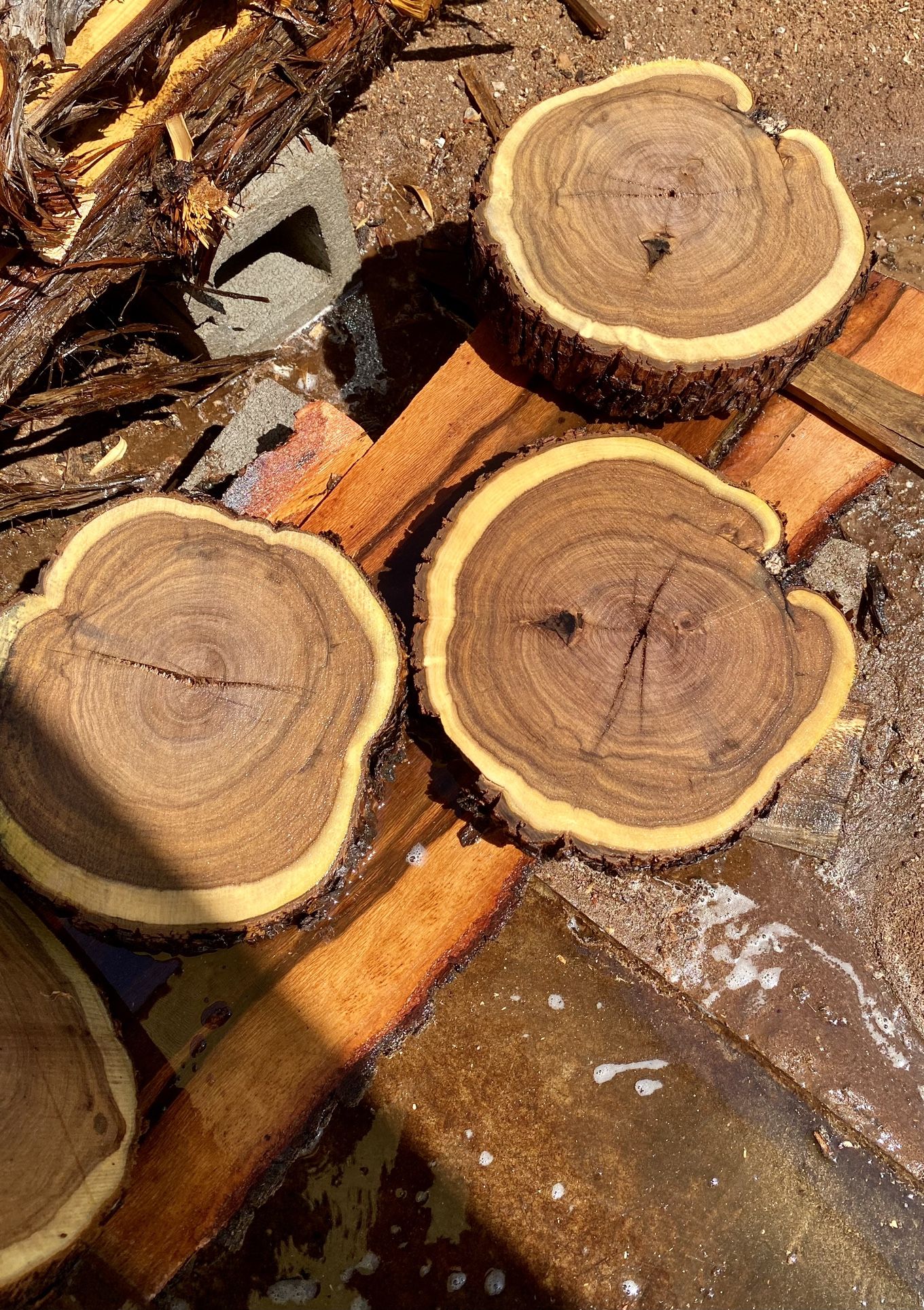 Live Edge, Mesquite End Grain Rounds. Cookie Cut Slices, Slabs. One And A Half Inches Thick.