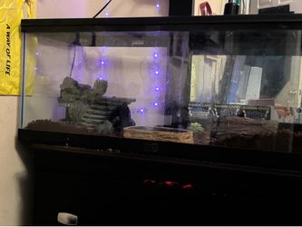 Lizard terrarium