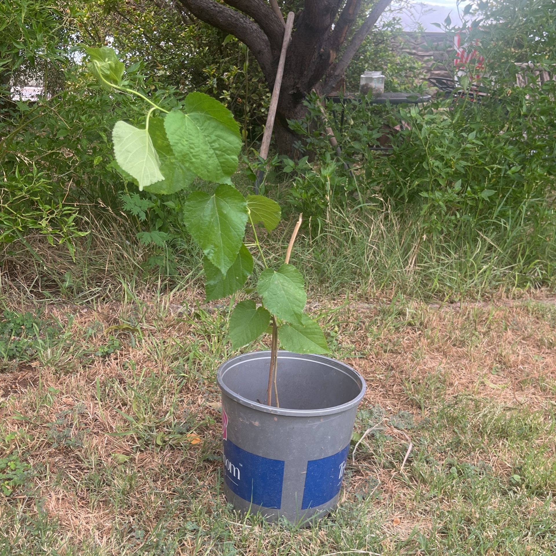 Mulberry Tree