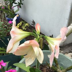 Potted yard plants for sale $10 