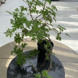 Citronella - Mosquito Plants $9