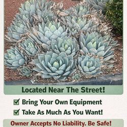 Free Various Sized Agave Plants