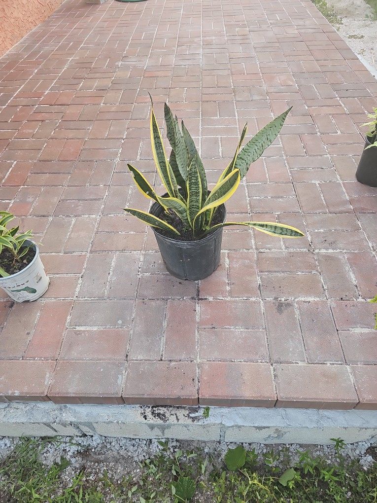 Snake Plant
